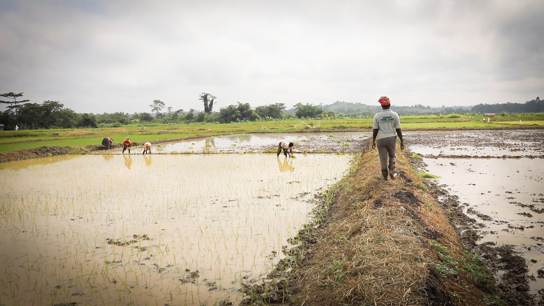 Rice farmers in Ghana