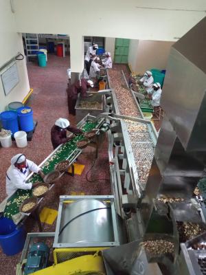 Sagana Nuts macadamia nut facility in Kenya.