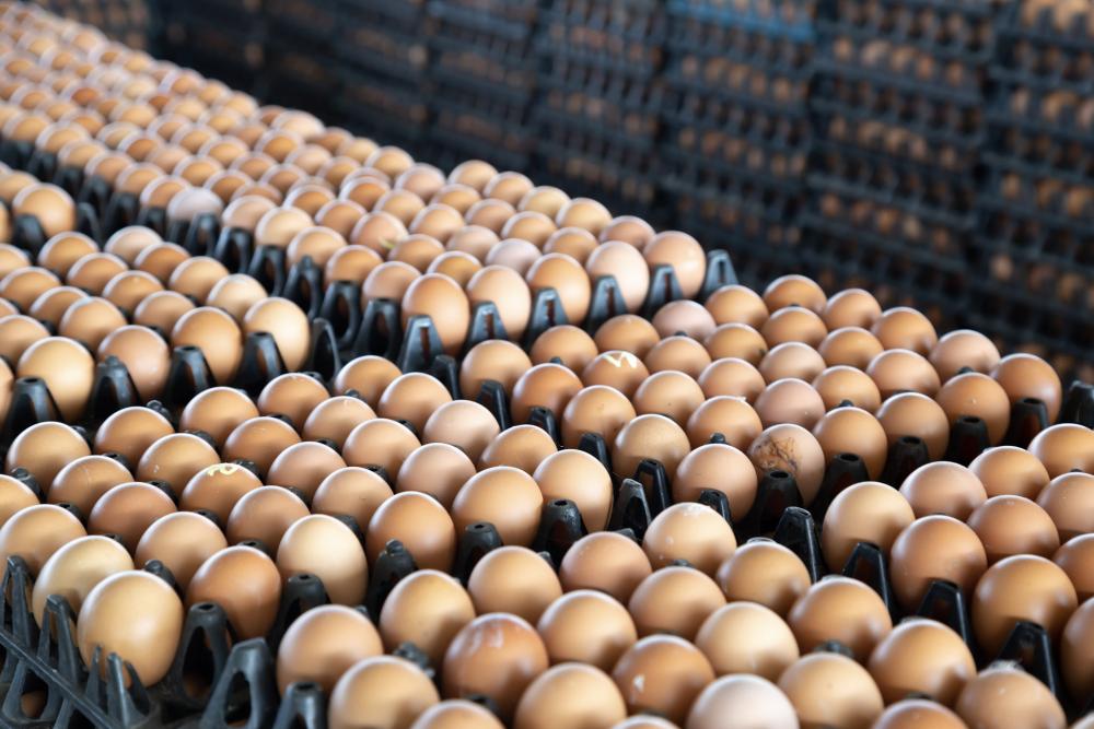Dozens of eggs in open cartons