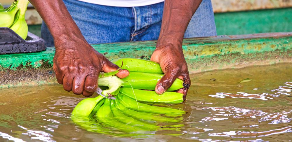 Man cutting a bunch of bananas
