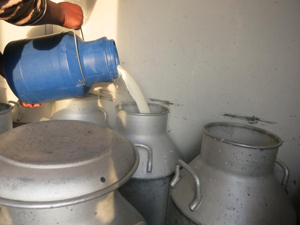 pouring fresh milk into large container