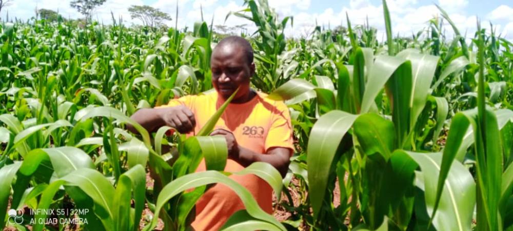 Women harvesting maize in field