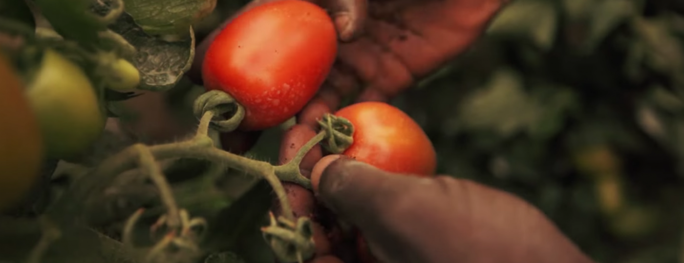 Tomatoes in field